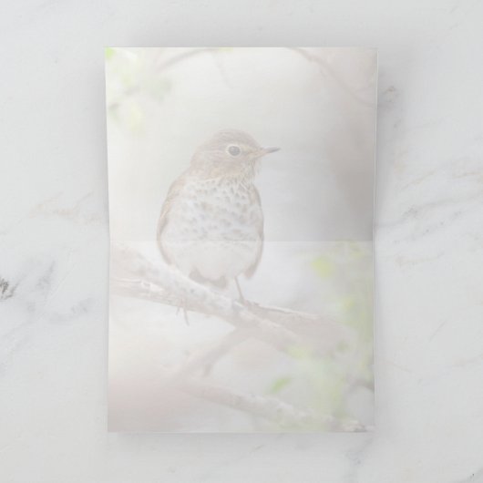 スワインソンズツグミ カード (内部)