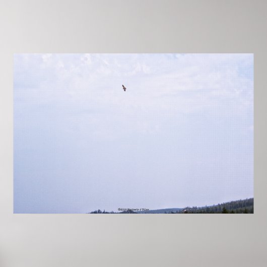 スワインソン・ホーク ポスター (正面)