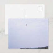 スワインソン・ホーク ポストカード (正面/裏面)