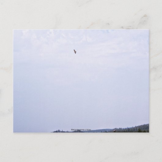 スワインソン・ホーク ポストカード (正面)