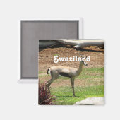 スワジランド・ガゼル マグネット (正面/裏面)