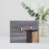 スワローズ9659 ポストカード (スタンド正面)