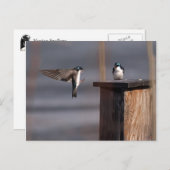 スワローズ9659 ポストカード (正面/裏面)