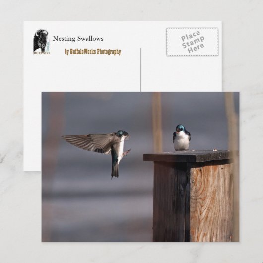 スワローズ9659 ポストカード (正面/裏面)