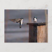 スワローズ9659 ポストカード (正面)