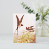 スワローバードイラストレーション ポストカード (スタンド正面)