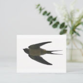 スワロー ポストカード (スタンド正面)