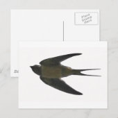 スワロー ポストカード (正面/裏面)