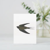 スワロー ポストカード (スタンド正面)