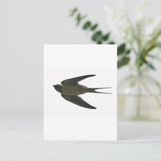 スワロー ポストカード (スタンド正面)