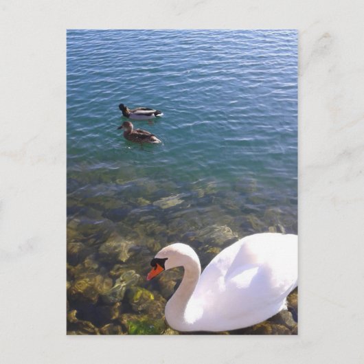 スワンとアヒルの社会的距離 ポストカード (正面)