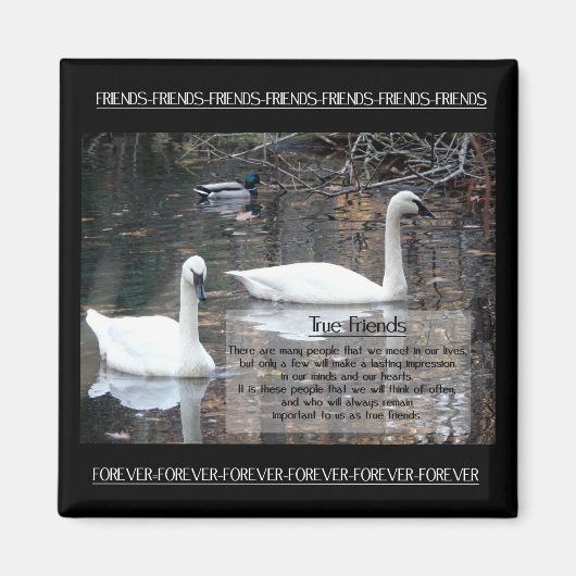 スワンの真の友人 マグネット (正面)