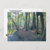 スワンニー川の枝 ポストカード (正面/裏面)