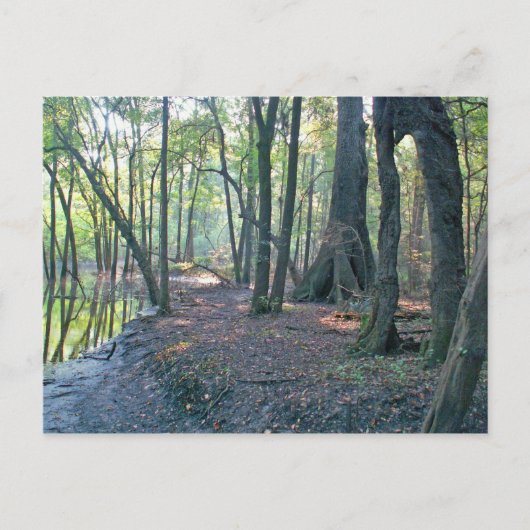 スワンニー川の枝 ポストカード (正面)