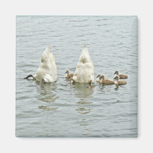 スワンファミリーをミュート マグネット (正面)