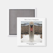 スワンプロモピース マグネット (正面/裏面)