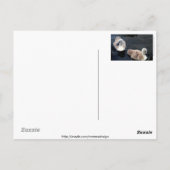 スワンベビー – はがき (裏面)