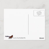 スワンレイクIアットグランドテトン国立公園 ポストカード (裏面)