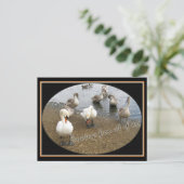 スワン一家 ポストカード (スタンド正面)