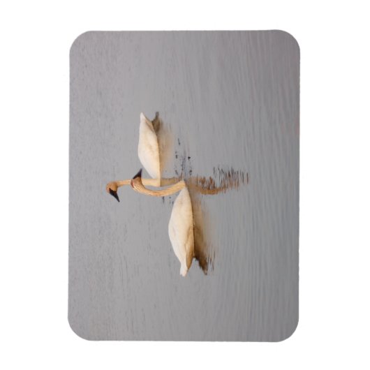 スワン対フレキシブルフォトマグネット マグネット (縦)