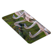 スワン磁石 マグネット (右側)