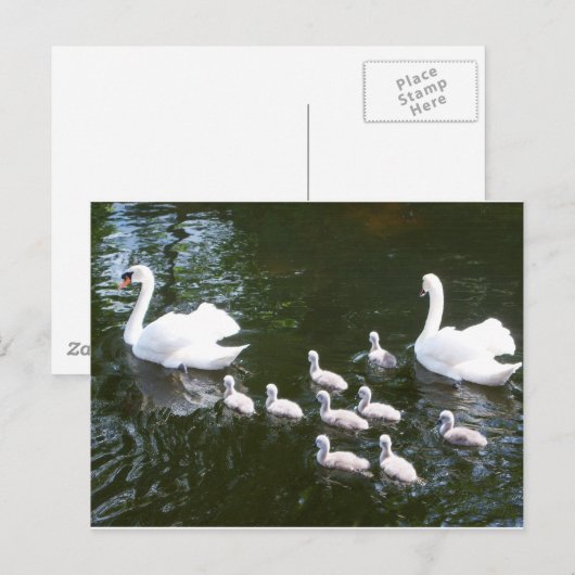 スワン科 ポストカード (正面/裏面)