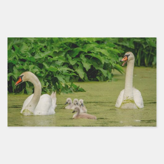 スワン科 長方形シール (正面)