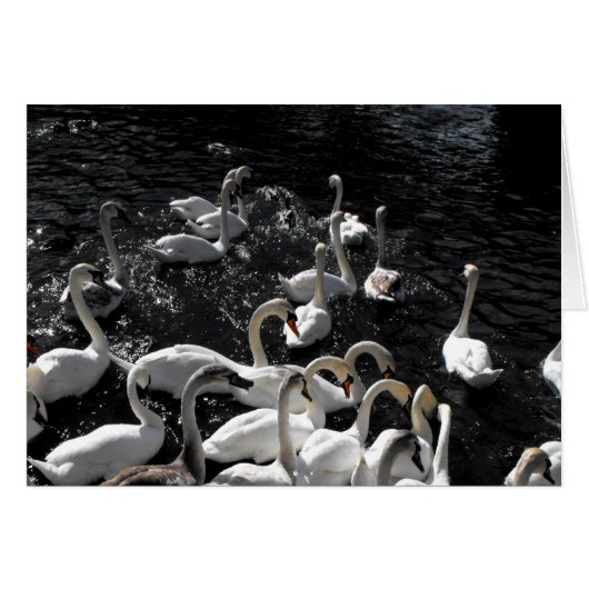 スワン遠くにズカード (正面横)