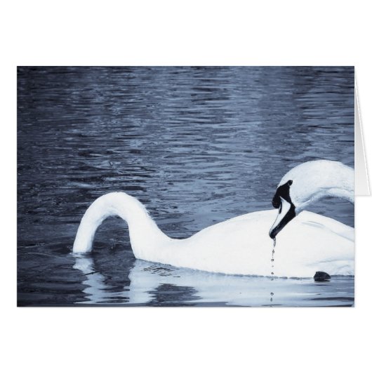 スワン食べ物を与えズの (正面横)