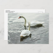 スワン食べ物を与えズの。ロースパークレイク，カーディフ，ウェールズ ポストカード (正面/裏面)