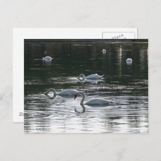 スワン食べ物を与えズ、ロアースパーク湖、カーディフ ポストカード (正面/裏面)