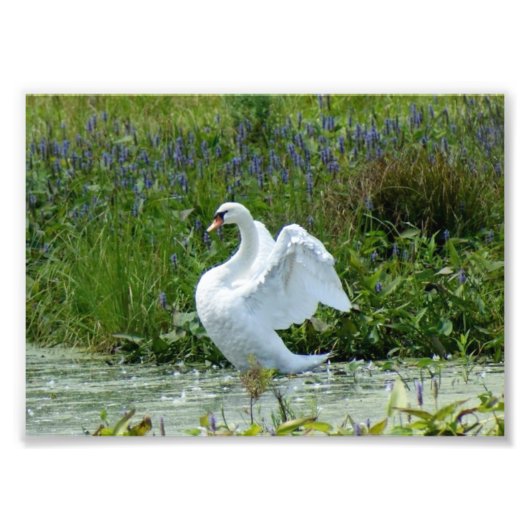 スワン7 x 5フォトプリント フォトプリント            (正面)