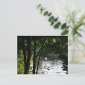 スワン・オン・ザ・リバーⅡ ポストカード (スタンド正面)