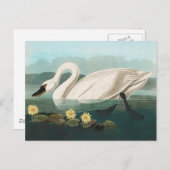 スワン オードゥボン 鳥 白 水 スワン ポストカード (正面/裏面)