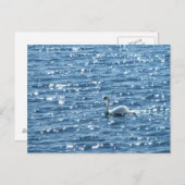 スワン、カーディフベイ、カーディフ ポストカード (正面/裏面)