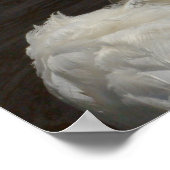 スワン ポスター (角)