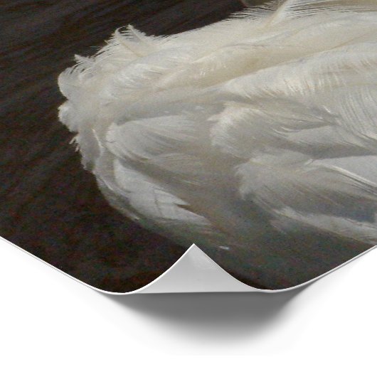 スワン ポスター (角)