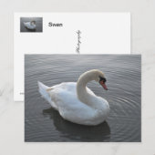 スワン ポストカード (正面/裏面)