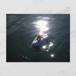 スワン ポストカード