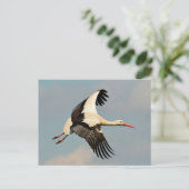 スワン ポストカード (スタンド正面)