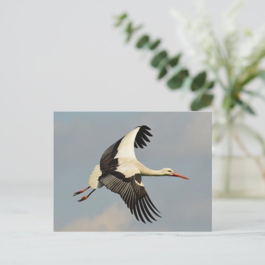 スワン ポストカード (スタンド正面)