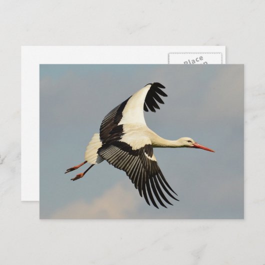 スワン ポストカード (正面/裏面)