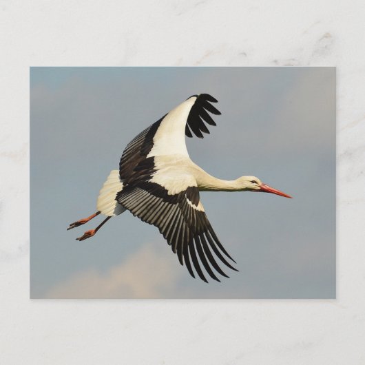 スワン ポストカード (正面)