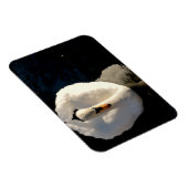 スワン マグネット (右側)