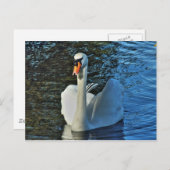 スワン。ロアースパーク湖、カーディフ、ウェールズ。 ポストカード (正面/裏面)