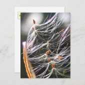 スワーリングミルクウィードポーフカーニバル露自然 ポストカード (正面/裏面)