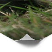 スンリー・スカンクのポスター ポスター (角)