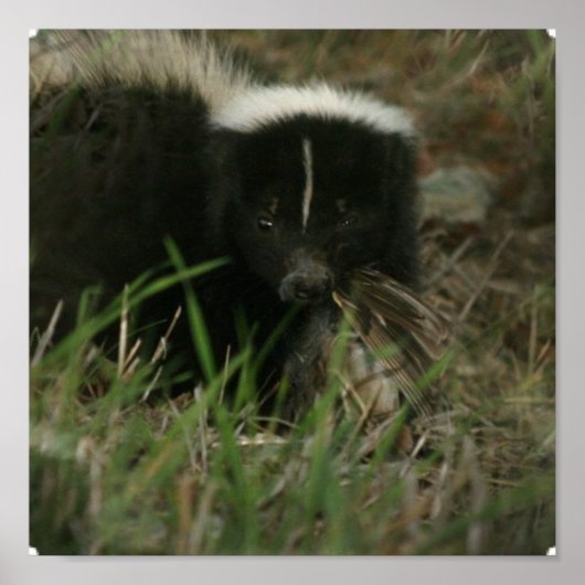 スンリー・スカンクのポスター ポスター (正面)