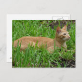 スヴスブラウンカツェ ポストカード (正面/裏面)