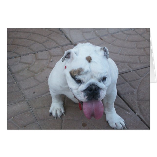 スーくまのカードブランク (正面横)